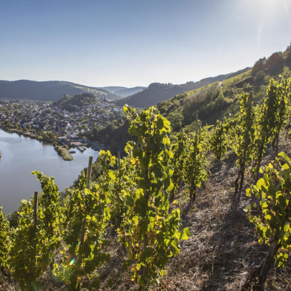 Viaggio nel paesaggio del Riesling: la Saar di Geltz-Zilliken e Peter Lauer (seconda parte)